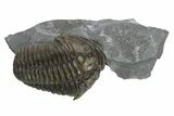 Flexicalymene Meeki Trilobite - Monroe, Ohio #224893-1